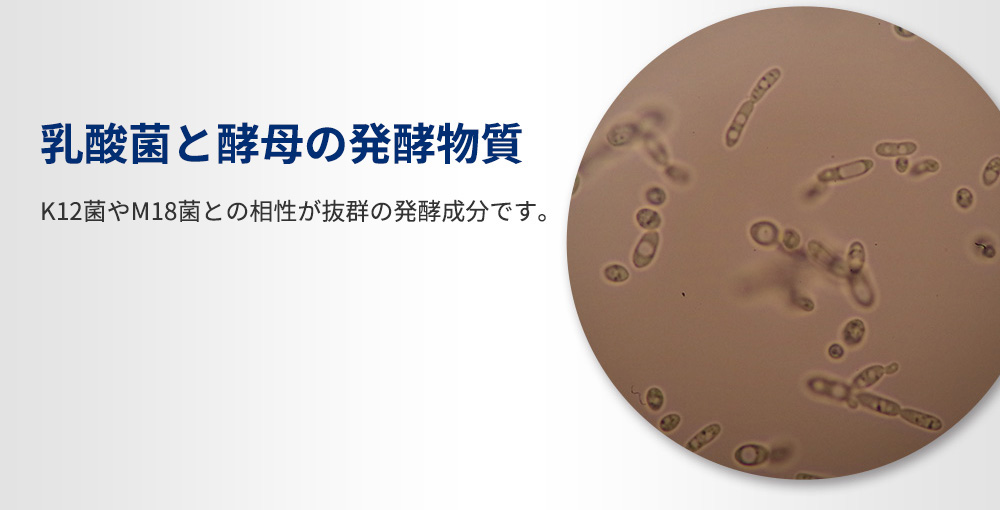 乳酸菌と酵母の発酵物質
