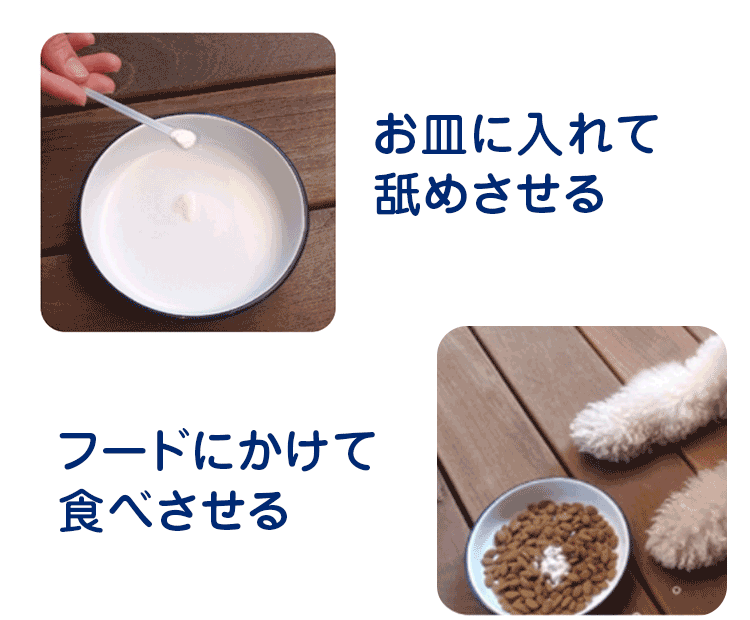 お皿に入れて舐めさせる フードにかけて食べさせる