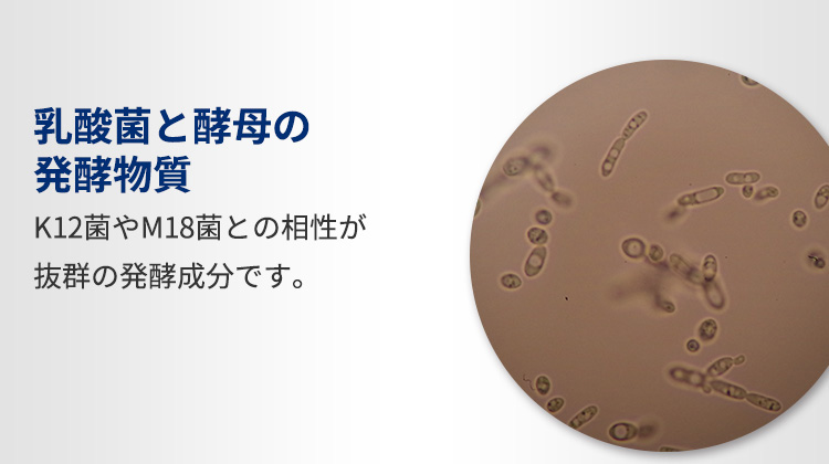 乳酸菌と酵母の発酵物質