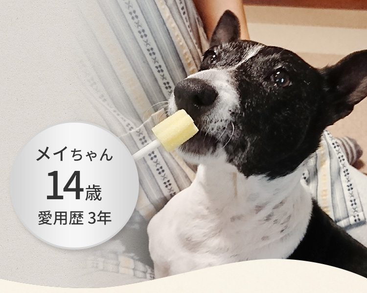 ハニーちゃん 12歳 愛用歴 1年 実際に 使っている様子